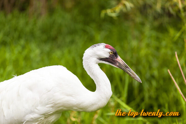 Whooping Crane